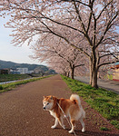 輪島は桜が満開