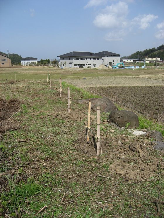 漆の苗木を植樹しました