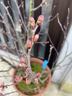 切り花だった桜を鉢に植えて、もう何年目か