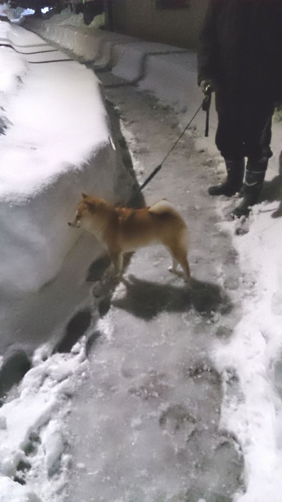 愛犬の散歩道は雪の壁だった