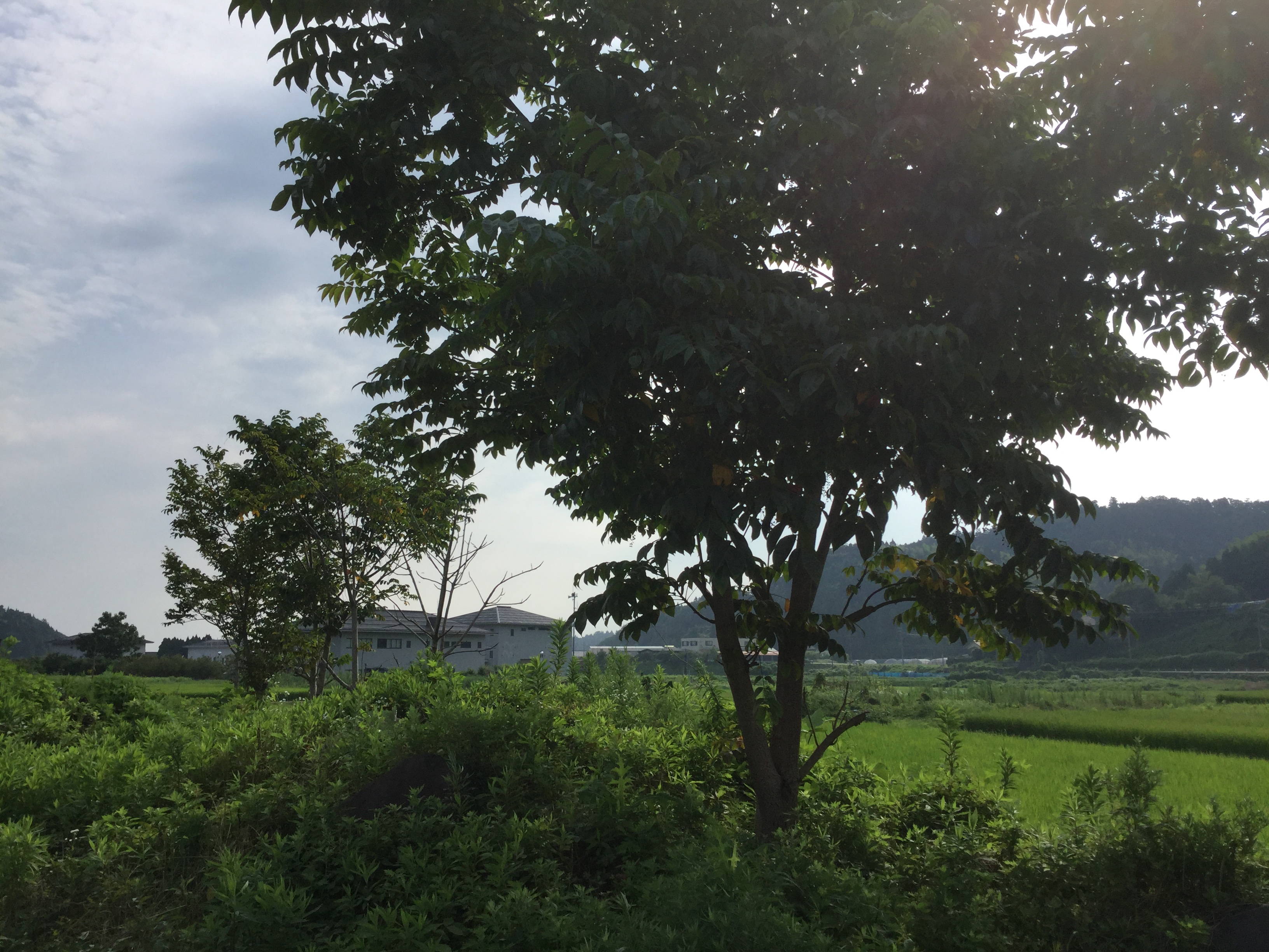 漆の木が大きくなりました 塗師屋の職人ブログ