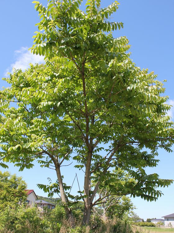輪島漆器大雅堂の裏庭に植えた漆の木