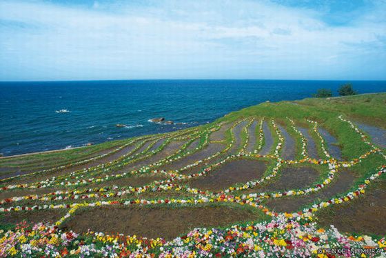 石川県出身・観光大使の華道家野村天圭衣氏（写真は千枚田）